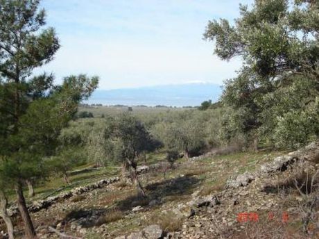 Αγροτεμάχια 11.000τ.μ. για πώληση-Θάσος » Ραχώνι