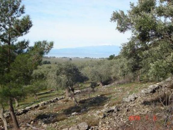 Αγροτεμάχια 11.000 τ.μ. για πώληση, Ν. Καβάλας, Θάσος