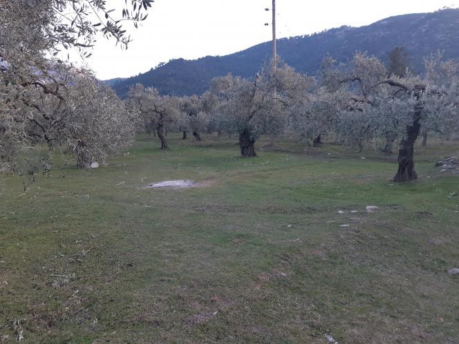 Αγροτεμάχια 4.800 τ.μ. προς πώληση, Σκάλα Ραχωνίου