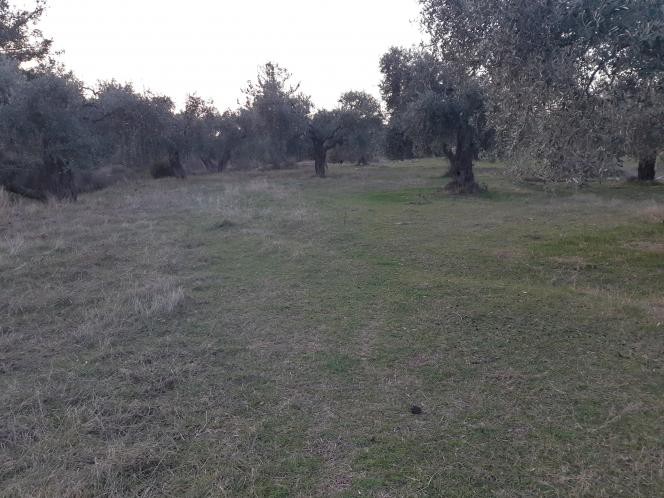 Αγροτεμάχια 4.800 τ.μ. προς πώληση, Σκάλα Ραχωνίου