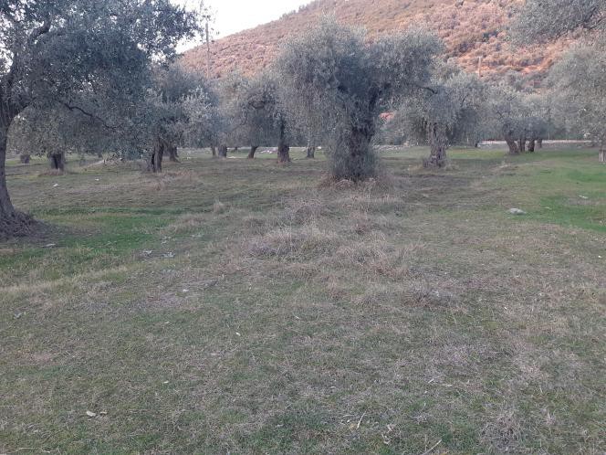 Αγροτεμάχια 4.800 τ.μ. προς πώληση, Σκάλα Ραχωνίου