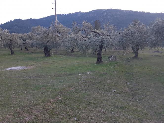 Αγροτεμάχια 4.800 τ.μ. προς πώληση, Σκάλα Ραχωνίου