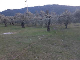 Αγροτεμάχια 4.800 τ.μ. για πώληση