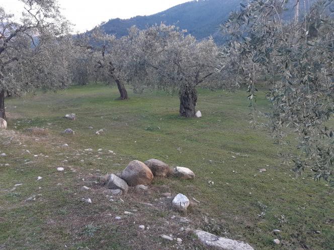 Αγροτεμάχια 4.800 τ.μ. προς πώληση, Σκάλα Ραχωνίου