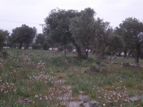 Αγροτεμάχια 4.080τ.μ. για πώληση-Θάσος » Αστρίδα