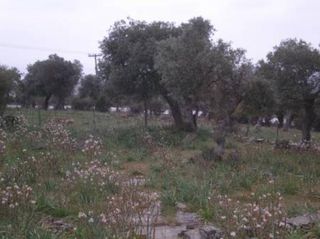 Αγροτεμάχια 4.080 τ.μ. για πώληση
