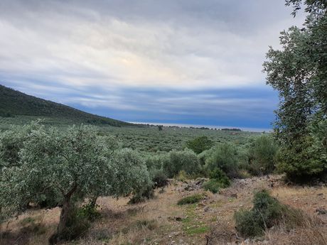Αγροτεμάχια 5.365τ.μ. για πώληση-Θάσος » Ραχώνι