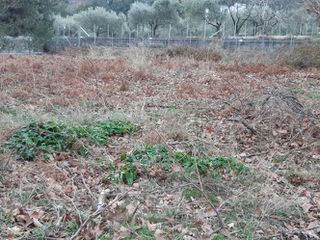 Οικόπεδο 1.250 τ.μ. πρός πώληση, Ν. Καβάλας, Θάσος-thumb-8