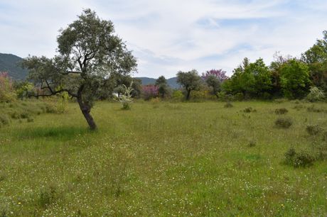 Αγροτεμάχια 1.390τ.μ. για πώληση-Θάσος » Ραχώνι