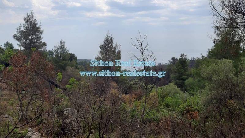 Αγροτεμάχια 11.510 τ.μ. προς πώληση, Σάρτη