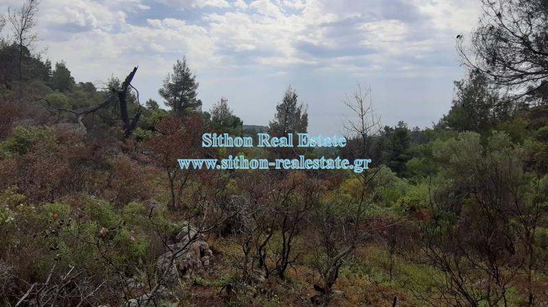 Αγροτεμάχια 11.510 τ.μ. προς πώληση, Σάρτη