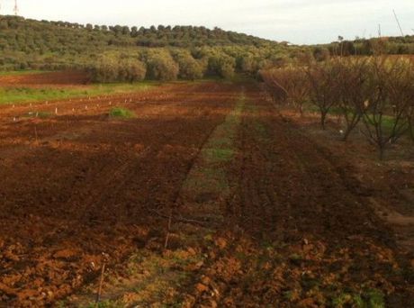 Αγροτεμάχια 9.000 τ.μ. για πώληση