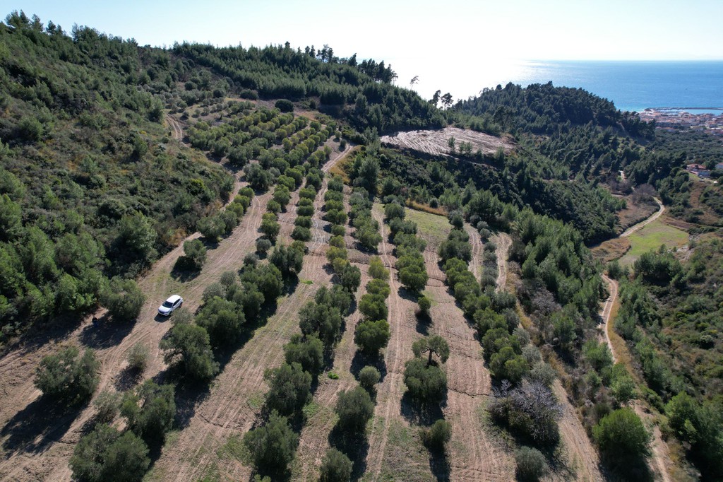 Αγροτεμάχια 31.000 τ.μ. πρός πώληση, Χαλκιδική, Παλλήνη