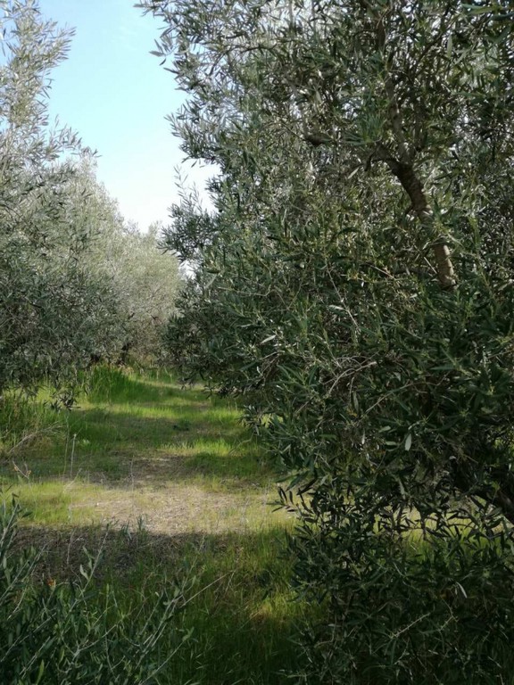 Αγροτεμάχια 500 τ.μ. πρός πώληση, Χαλκιδική, Καλλικράτεια