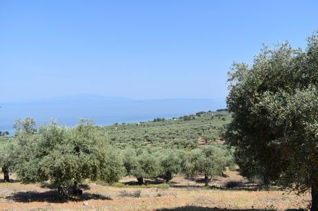 Αγροτεμάχια 7.800τ.μ. για πώληση-Θάσος » Σκάλα καλλιράχης