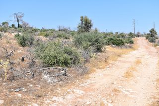 Αγροτεμάχια 4.044 τ.μ. προς πώληση, Αλυκή Θάσου-thumb-13