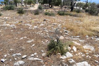 Αγροτεμάχια 4.044 τ.μ. προς πώληση, Αλυκή Θάσου-thumb-5