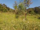 Parcel 4.840sqm for sale-Thasos » Center