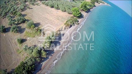 Αγροτεμάχια 8.000τ.μ. για πώληση-Άγιος κωνσταντίνος » Λόγγος