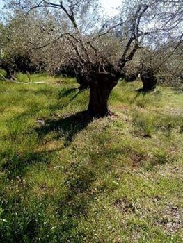 Αγροτεμάχια 5.500τ.μ. για πώληση-Σούρπη » Αμαλιάπολη