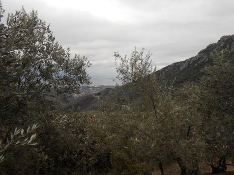 Αγροτεμάχια 10.463 τ.μ. για πώληση