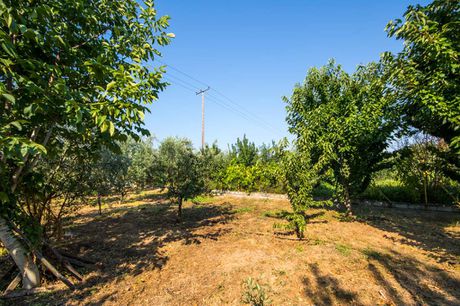 Αγροτεμάχια 8.200τ.μ. για πώληση-Αρτέμιδα » Κέντρο