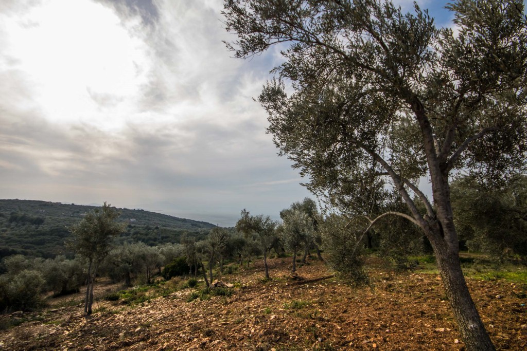 Αγροτεμάχια 18.398 τ.μ. πρός πώληση, Μαγνησία, Αργαλαστή