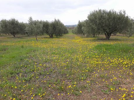 Αγροτεμάχια 8.000 τ.μ. για ενοικίαση