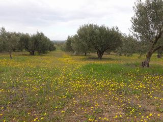 Αγροτεμάχια 8.000 τ.μ. για ενοικίαση, Θεσσαλονίκη - Υπόλ. Νομού, Άγιος Αθανάσιος-thumb-1