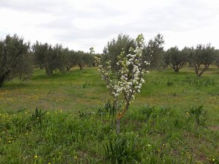 Αγροτεμάχια 8.000 τ.μ. για ενοικίαση, Θεσσαλονίκη - Υπόλ. Νομού, Άγιος Αθανάσιος-thumb-2