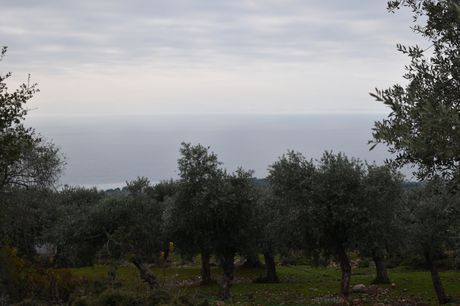 Αγροτεμάχια 5.344τ.μ. για πώληση-Θάσος » Καλλιράχη