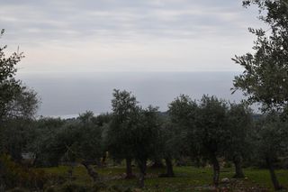 Αγροτεμάχια 5.344 τ.μ. για πώληση