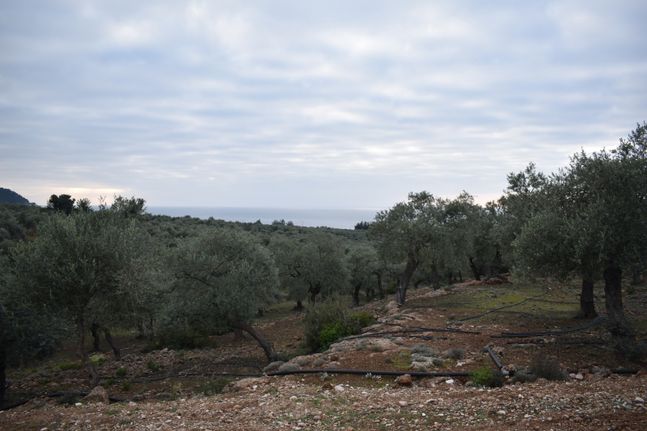 Αγροτεμάχια 4.808 τ.μ. για πώληση, Ν. Καβάλας, Θάσος