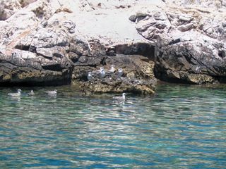 Νησί 16.000 τ.μ. για πώληση, Ν. Καβάλας, Θάσος-thumb-4
