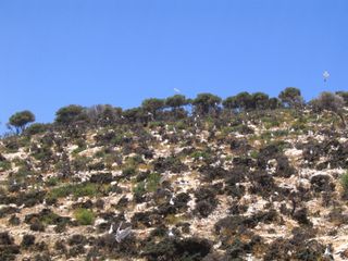 Νησί 16.000 τ.μ. για πώληση, Ν. Καβάλας, Θάσος-thumb-3