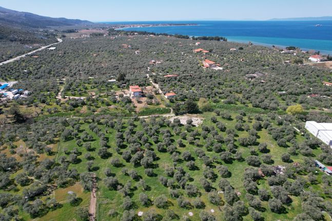 Αγροτεμάχια 12.975 τ.μ. για πώληση, Ν. Καβάλας, Θάσος