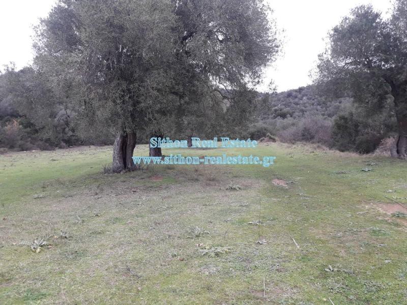Αγροτεμάχια 11.000 τ.μ. προς πώληση, Κέντρο Τορώνης