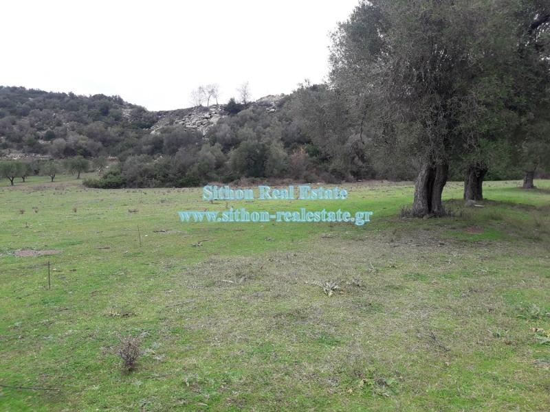 Αγροτεμάχια 11.000 τ.μ. προς πώληση, Κέντρο Τορώνης