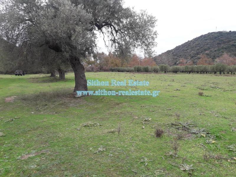 Αγροτεμάχια 11.000 τ.μ. προς πώληση, Κέντρο Τορώνης