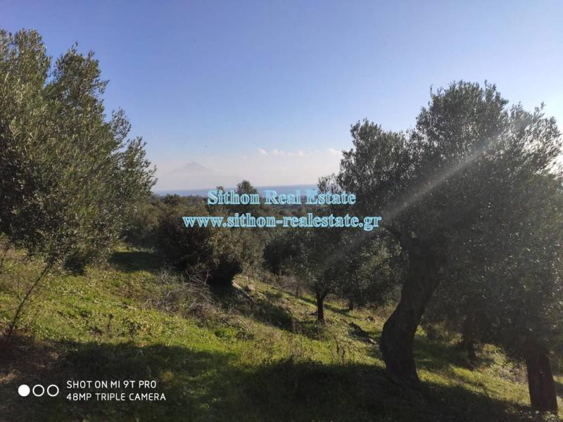 Αγροτεμάχια 6.087 τ.μ. προς πώληση, Σάρτη