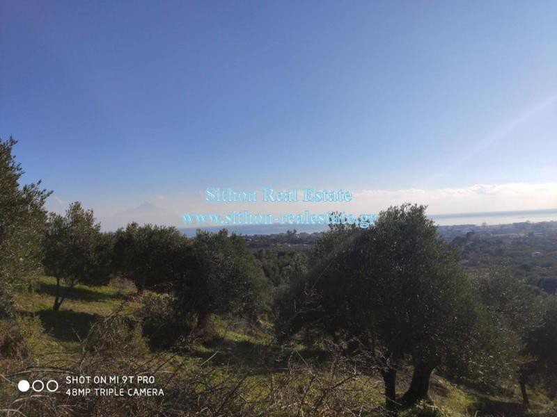 Αγροτεμάχια 6.087 τ.μ. προς πώληση, Σάρτη