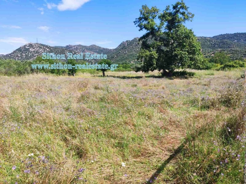 Αγροτεμάχια 1.770 τ.μ. πρός πώληση, Χαλκιδική, Τορώνη