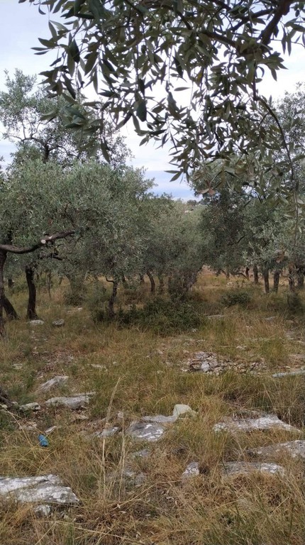 Αγροτεμάχια 3.760 τ.μ. πρός πώληση, Ν. Καβάλας, Θάσος