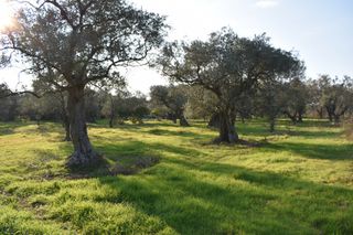 Αγροτεμάχια 4.000 τ.μ. για πώληση, Ν. Καβάλας, Θάσος-thumb-3