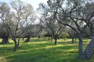 Αγροτεμάχια 4.000 τ.μ. για πώληση, Ν. Καβάλας, Θάσος-thumb-7