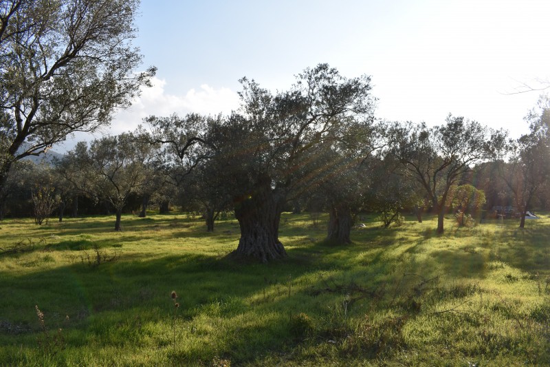 Αγροτεμάχια 4.000 τ.μ. για πώληση, Ν. Καβάλας, Θάσος