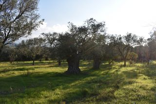 Αγροτεμάχια 4.000 τ.μ. για πώληση