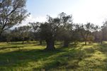 Parcel 4.000sqm for sale-Thasos » Ormos Prinou