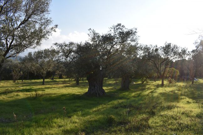 Αγροτεμάχια 4.000 τ.μ. για πώληση, Ν. Καβάλας, Θάσος
