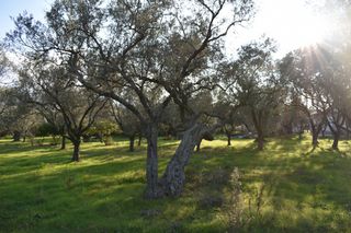 Αγροτεμάχια 4.000 τ.μ. για πώληση, Ν. Καβάλας, Θάσος-thumb-4